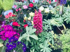 -循礼门鲜花花市(武汉循礼门店)