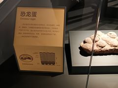 -四川大学博物馆