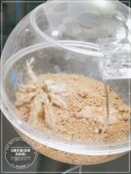 -七巧国萌宠乐园(龙湖天街店)