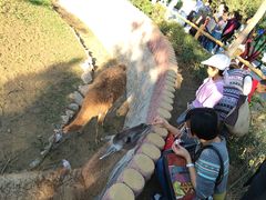 -石家庄市动物园