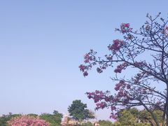 -东莞植物园