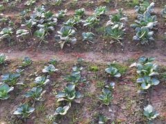 -明珠湖天鹅苑·农家菜馆