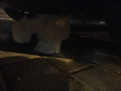 -清真盛志望麻酱酿皮·非遗老字号