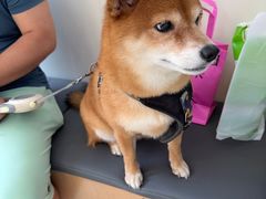 -美联众合动物医院·24h京西诊疗中心