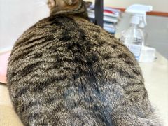 -艾贝尔宠物医院 ·内科全科(梁溪路店)