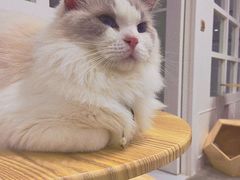 -楼上猫咖(罗湖店)