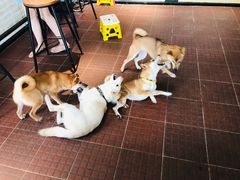 -柴犬高等学院·狗咖·柴犬售卖·宠物训练