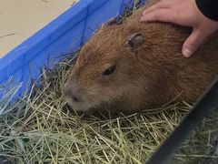 -怪兽屋·羊驼·猫咖·狗咖(俊华广场店)