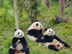 -易老妈蹄花.特色川菜(人民公园总店)