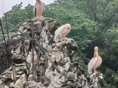 -合肥野生动物园