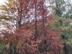 -深圳仙湖植物园