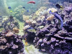 -迪拜水族馆及水下动物园