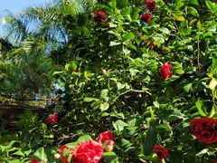 -深圳国际园林花卉博览园