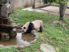 -中国大熊猫保护研究中心雅安碧峰峡基地