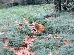 -上海共青森林公园