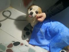 -Oh My Dog宠物沙龙(伊珊娜皮毛护理店)