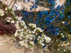 -卓花境Flowerwonderland花店
