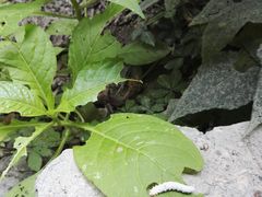 景点-蝶舞清江·恩施云顶景区(黄鹤峰林)