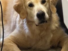-博特宠物医院24h犬猫全科.骨科·异宠