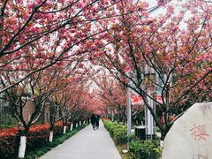 -高东镇樱花园