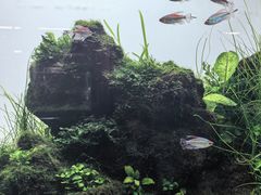 -ADA自然水景世界