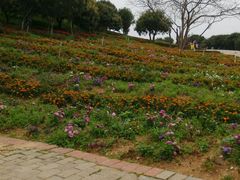 android_upload_pic-松山湖梦幻百花洲