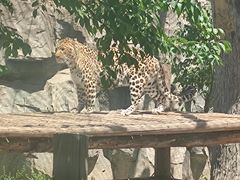 -石家庄市动物园