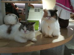 -more than meow吴止猫主题餐厅(承德 中船汇店)