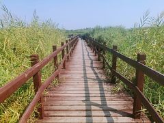 -西青郊野公园