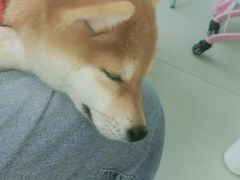 -怪兽屋·羊驼·猫咖·狗咖(俊华广场店)