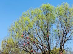 -溱湖国家湿地公园