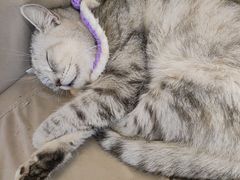 -怪兽屋·羊驼·猫咖·狗咖(俊华广场店)