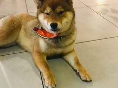 -柴务处·柴犬主题狗咖