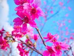 -天适樱花悠乐园