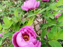 -仁和公园(顺义区)