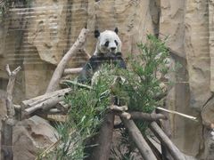 -成都动物园