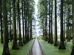 -渌洋湖湿地公园