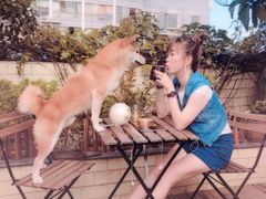 -喜柴咖啡·柴犬狗咖