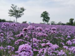 -同里国家湿地公园