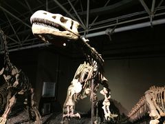 -世界恐龙谷景区