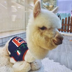 -Moni星球萌宠·小马宝莉·灵蛇·高端高阶全萌宠互动体验俱乐部(红豆国际广场店)