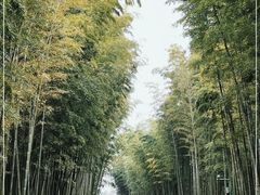 -蜀南竹海景区