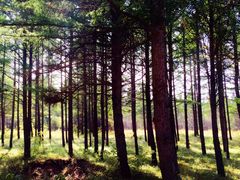 -塞罕坝国家级自然保护区