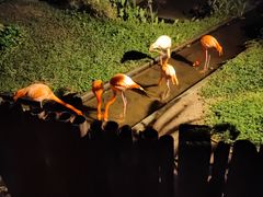 -清迈夜间动物园