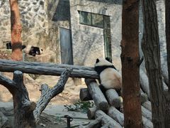 -都江堰中华大熊猫苑