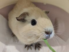 -楼上猫咖(罗湖店)