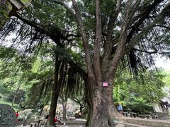 -青芝山风景名胜区