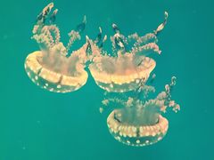 -多彩贵州城极地海洋世界