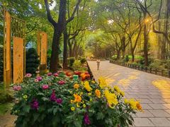 -上海共青森林公园