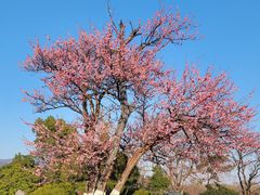 -梅花山(明孝陵内)